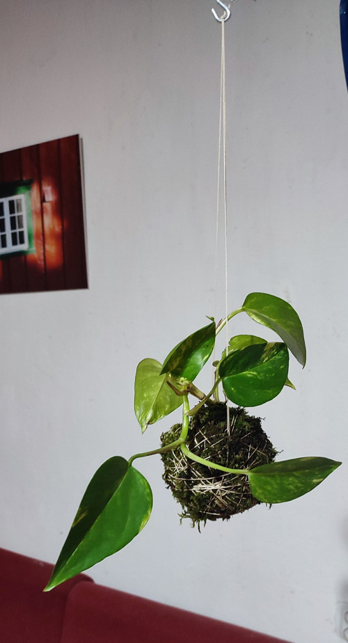 KOKEDAMA - Epipremnum /pothos/