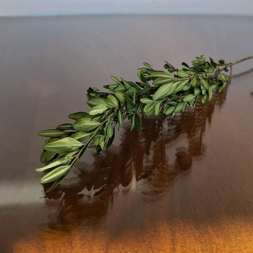 Sušený buxus (zimostráz)