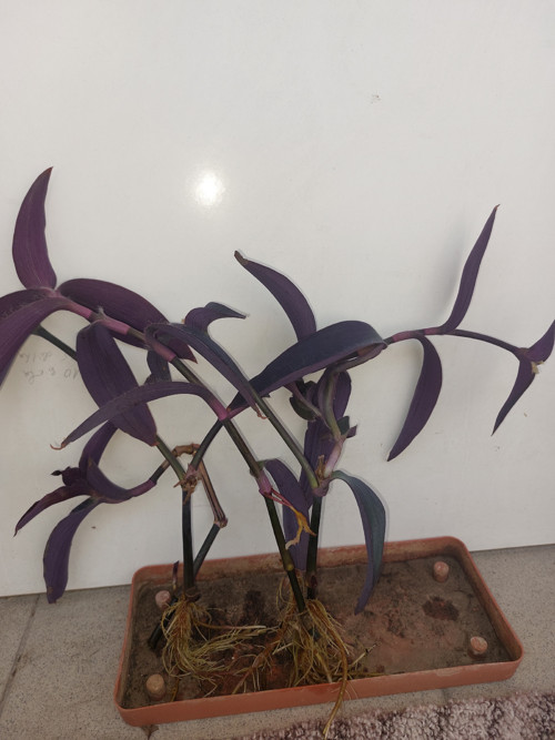 Tradescantia - řízek