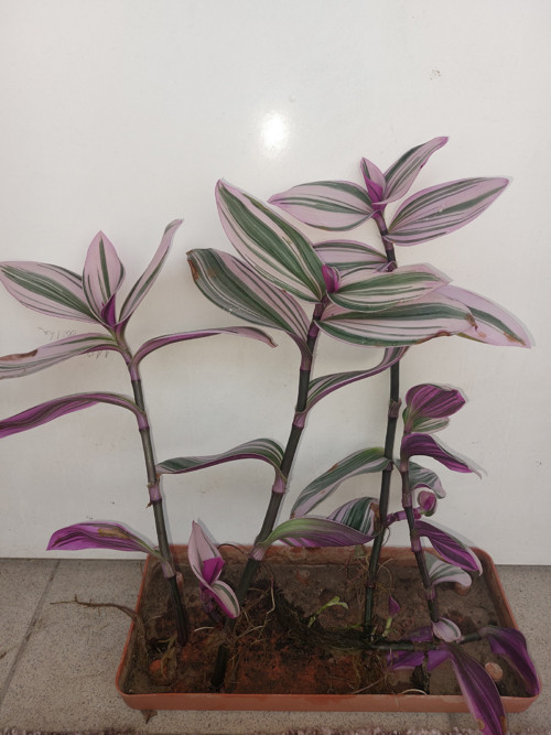 Tradescantia 2- řízek