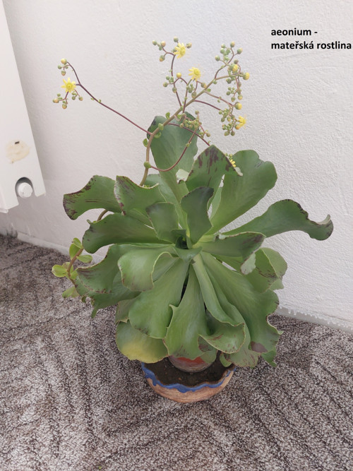Aeonium — foto 1