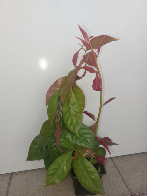 Pereskia- rostlina