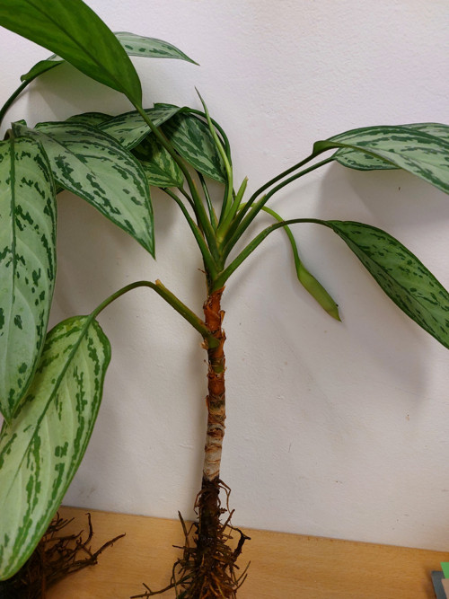 Hoya leaves - řízek