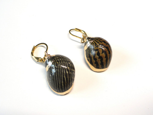 Mušle Neritina zebra, chir.ocel