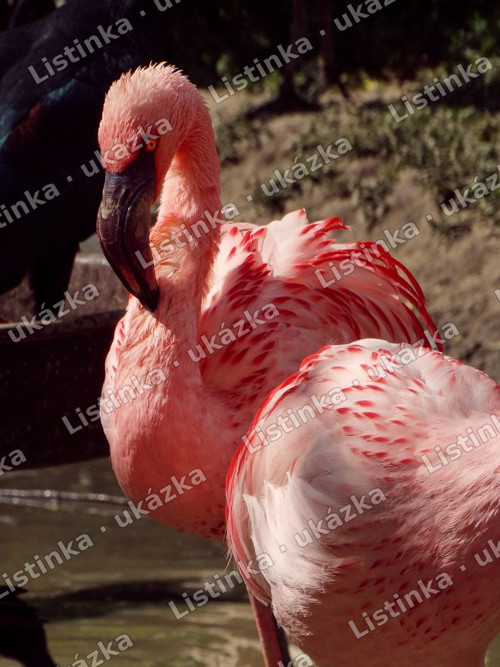 Plameňák – fotografie, digitální soubor