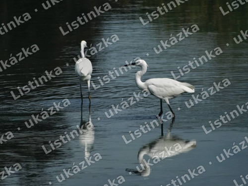 Volavky na vodě – fotografie, digitální soubor