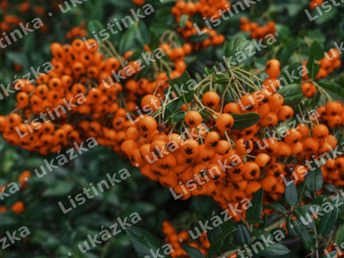 Hlohyně – fotografie, digitální soubor