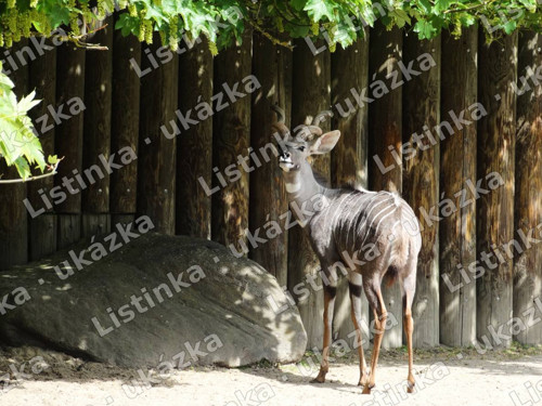 Kudu malý – fotografie, digitální soubor