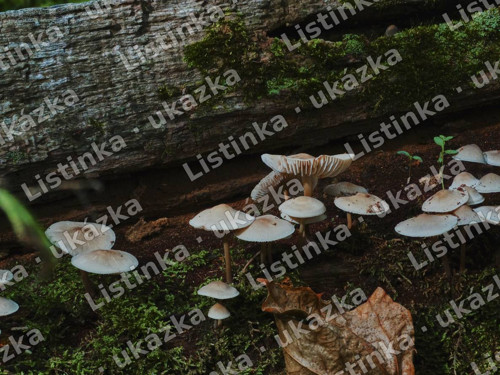 Lesní houbičky – fotografie, digitální soubor