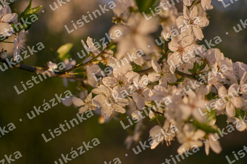 Kvetoucí větev – fotografie, digitální soubor