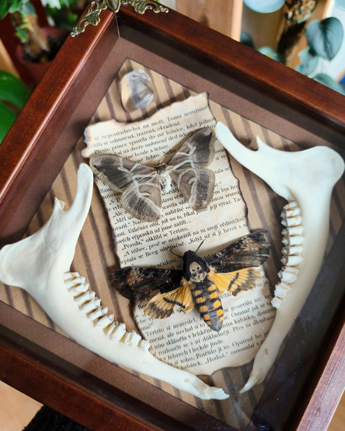 Entomologický obraz s motýly a loveckou trofejí