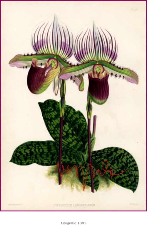 Orchiddeje II