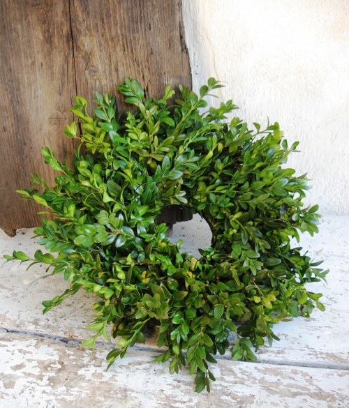 Buxus sempervirens....