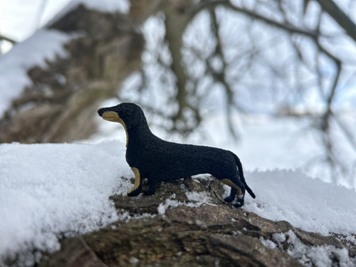 Jezevčík gold/black