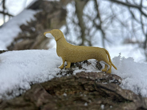 Jezevčík black/gold