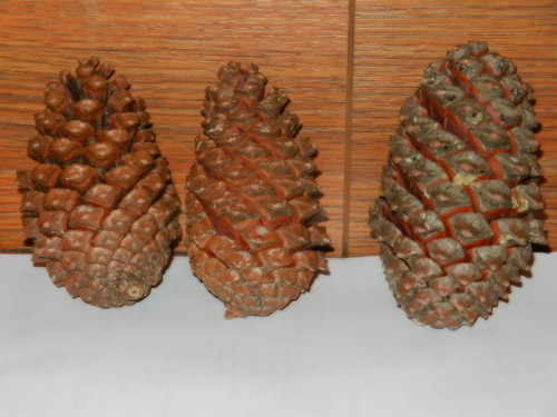 Borovice přímořská - Pinus pinaster martima