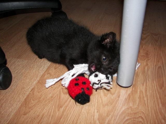 Sada hraček pro kočky - 3 — foto 2