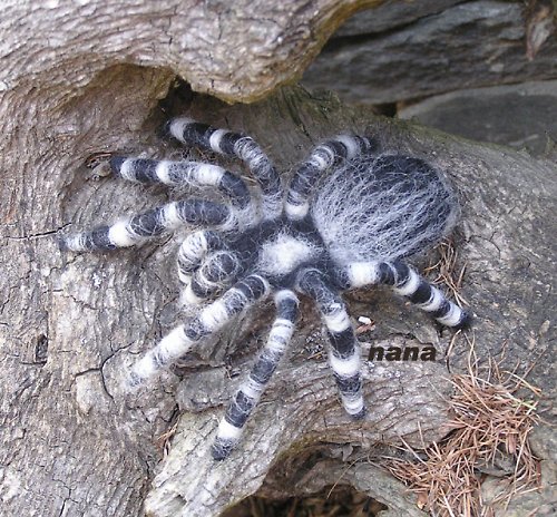 Skákavka skalní — foto 2