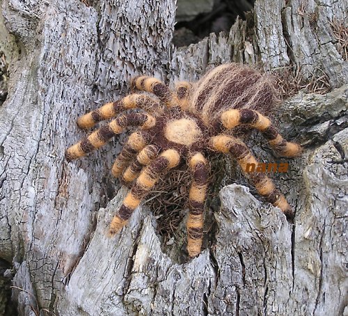 Béžovka stepní — foto 2
