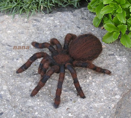 Slíďák sklepní — foto 2