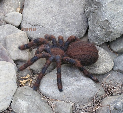 Slíďák sklepní — foto 3