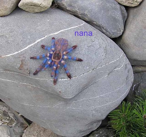 Haplopelma lividum — foto 2