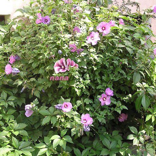 Ibišky — foto 2