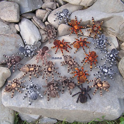 Oranžovka — foto 2
