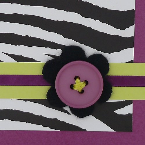 Zebra. . . — foto 2