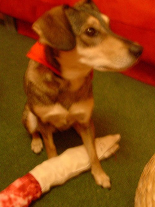 Hadice Alice — foto 3