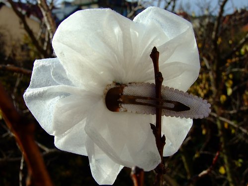 Blanche — foto 2
