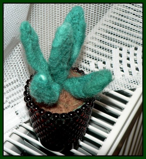 Aloe — foto 3
