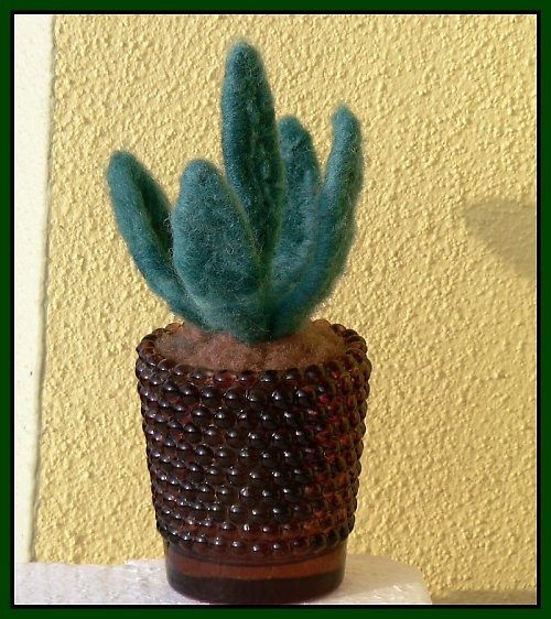 Aloe — foto 6