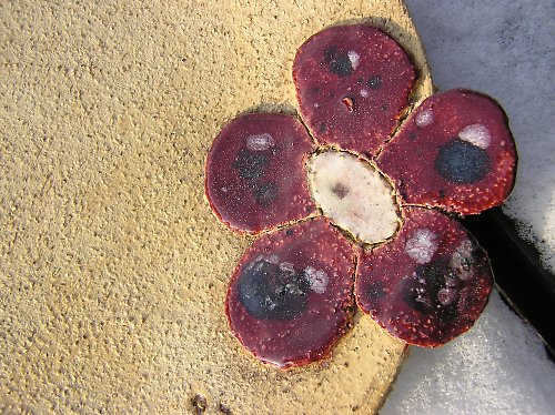 Keramický talíř — foto 3