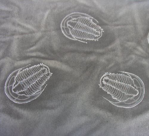 TRILOBIT velikost M — foto 2