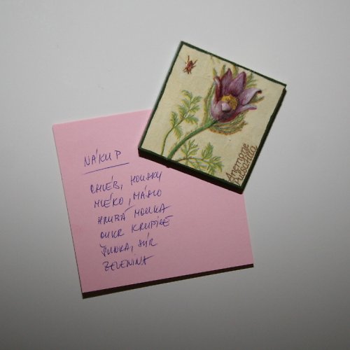 Magnetka anemone — foto 2