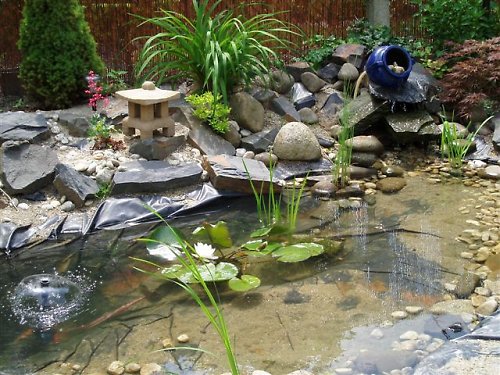 Japonská lapma malá — foto 3