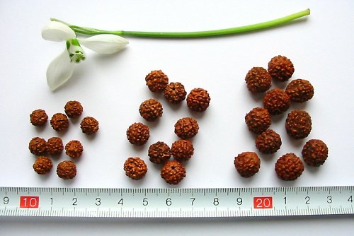 Rudrakša, 10 mm, 2 ks — foto 2