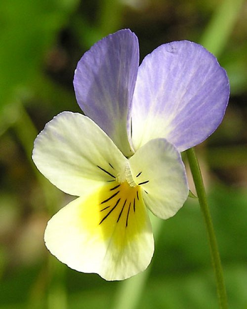 Violka trojbarevná — foto 6