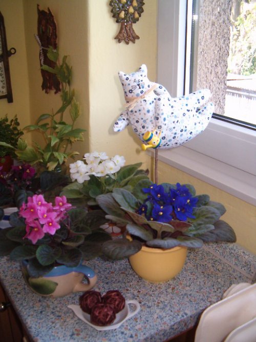 Kočka Zahradnice — foto 5