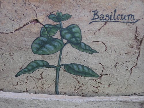 Truhlík s bazalkou — foto 3