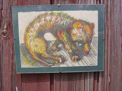 Zarputilí tygříci — foto 3