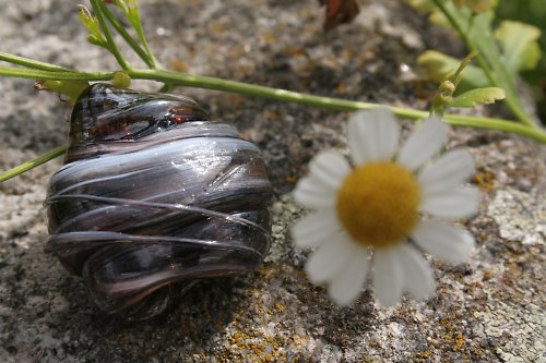 Černolesklý — foto 2