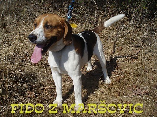 Míša Fido do kapsičky — foto 2