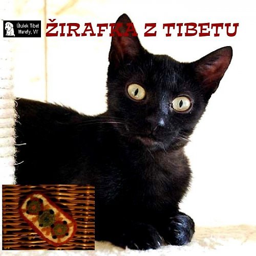 Sponka od Žirafky — foto 2