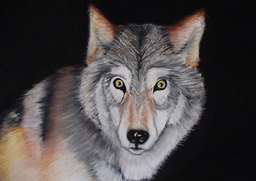 Kresba vlka (88cm x 62cm) — foto 2