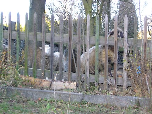 Manželova Tričkovka — foto 4