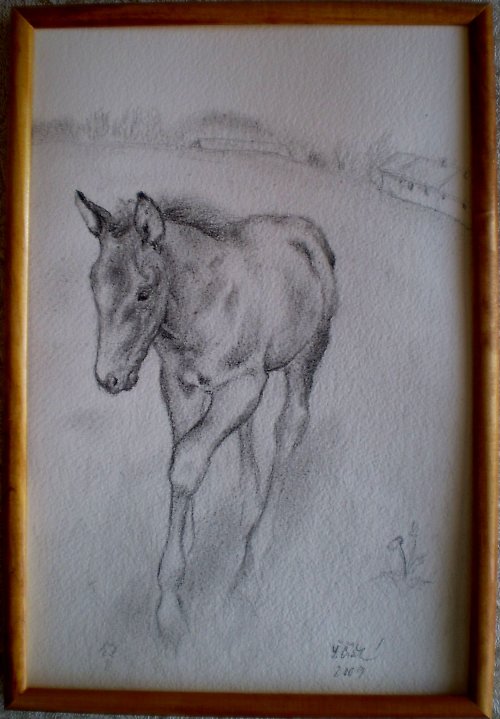 Hříbě — foto 2