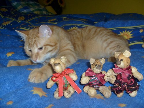 Medvíďánek oříškový — foto 2