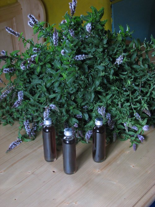 Mátový sirup — foto 2